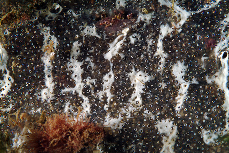 Diplosoma cfr. spongiforme